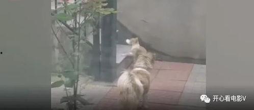 流浪猫爆料视频大全,揭秘视频大全背后的感人故事